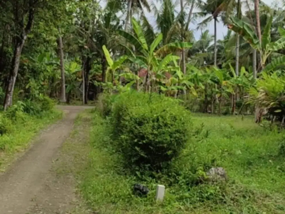 Tanah kavling panjatan Kulonprogo harga murah 80 jutaan