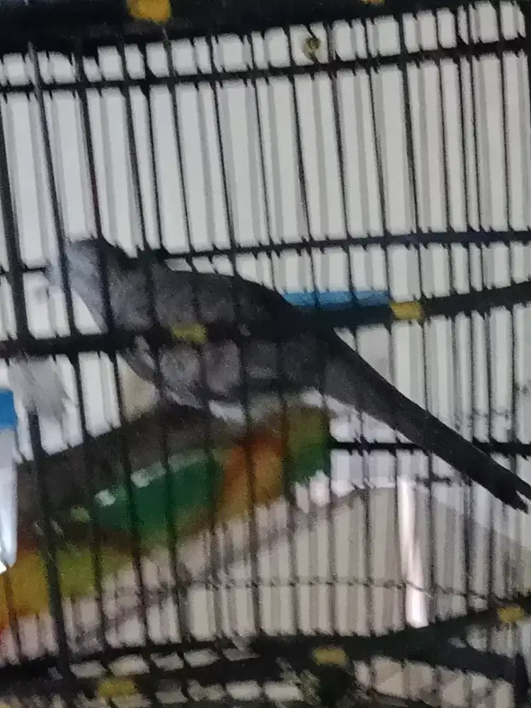 Jual burung perkutut Bangkok fs body bic