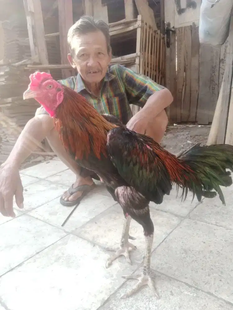 Ayam jago merah