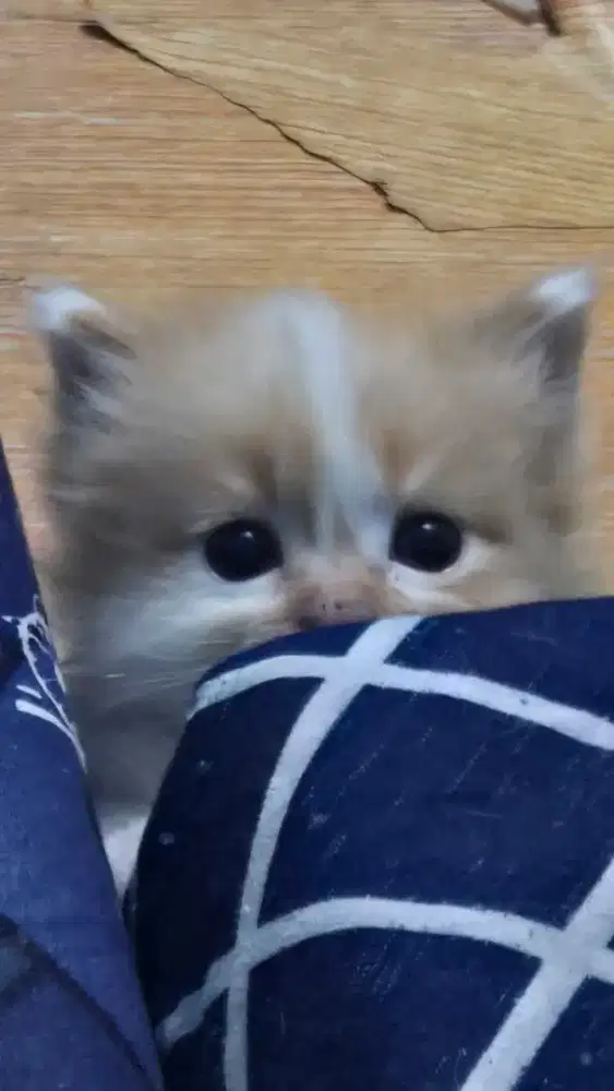 Kitten persia (jantan)