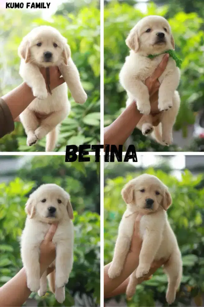 Jual Puppy Golden Retriever