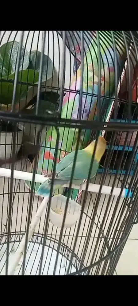 Jual burung Lovebird