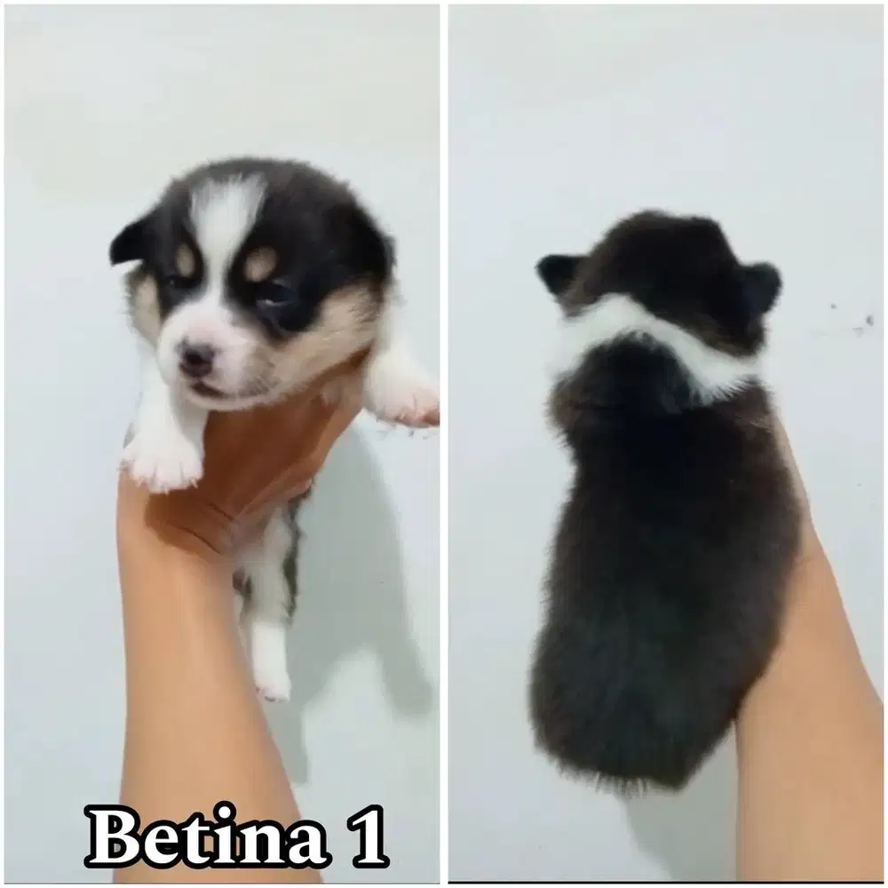 Corgi puppy betina stambum