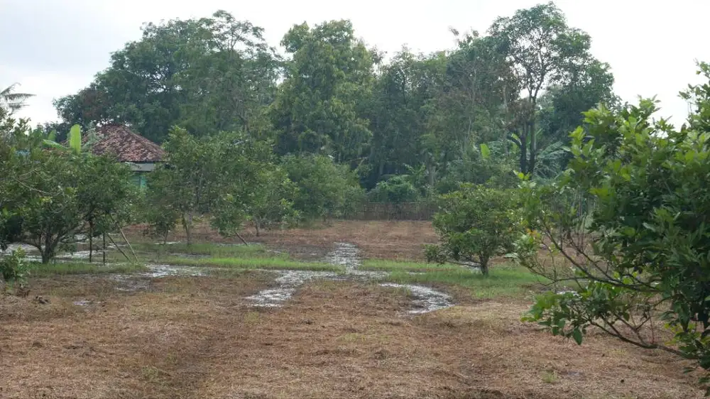 Dijual kebun rambutan produktif yang terletak di Subang