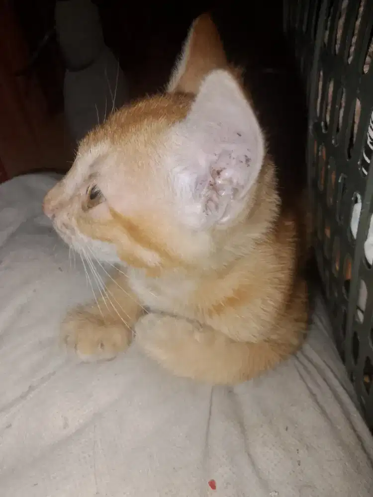 Anak kucing kampung jantan