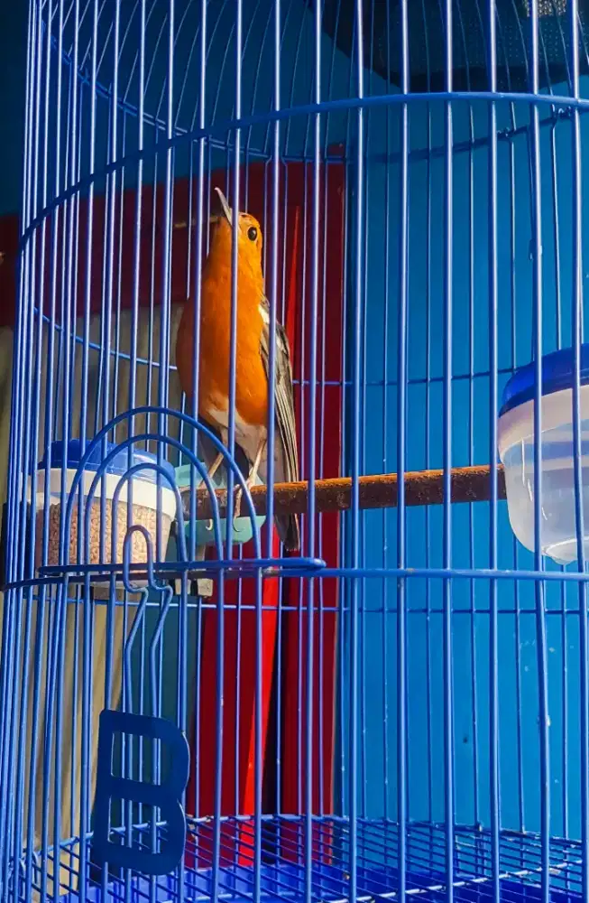 Burung Anis Merah (AM) Full Settt