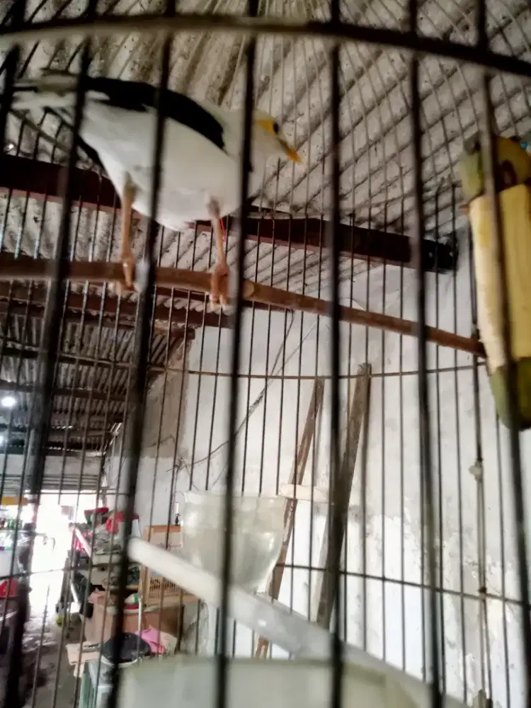 Murai putih jantan