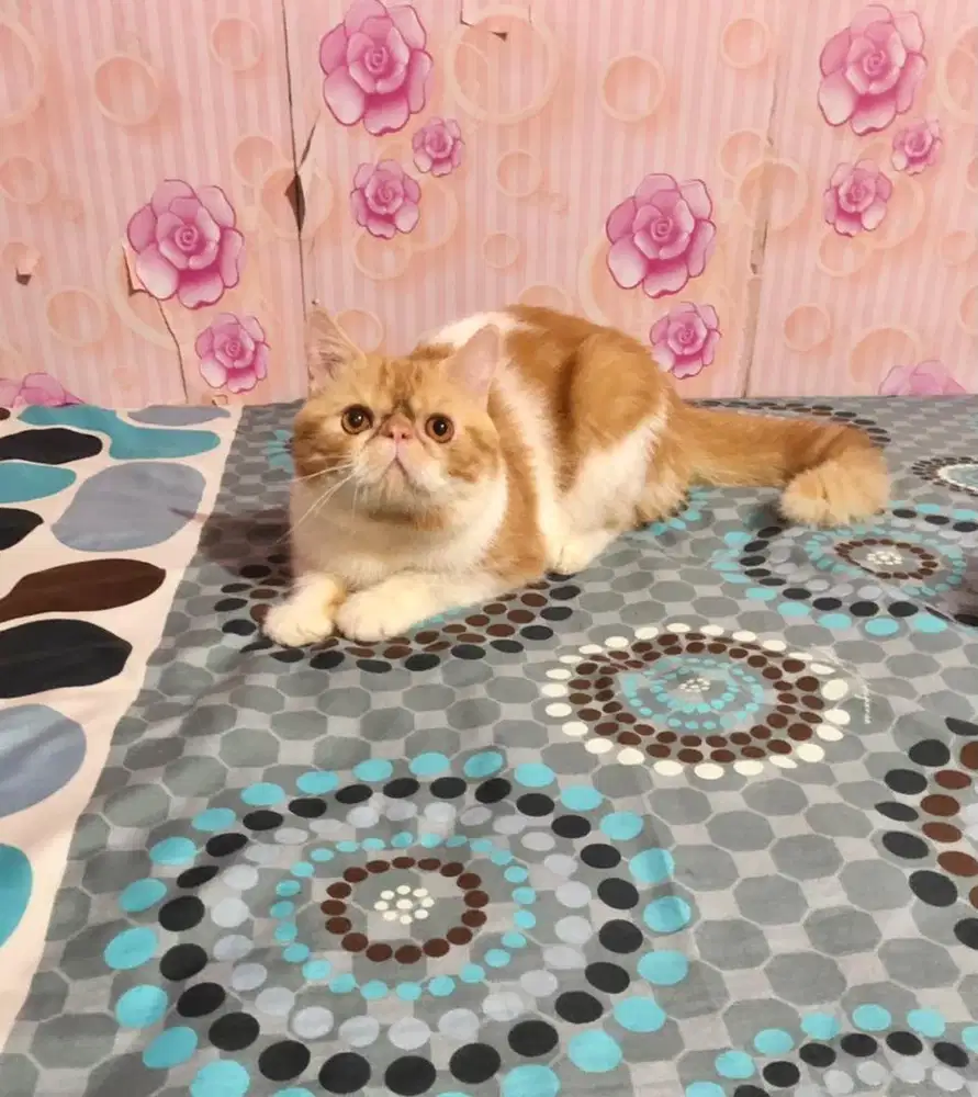 Kucing Peaknose Jantan Exotic lucuu