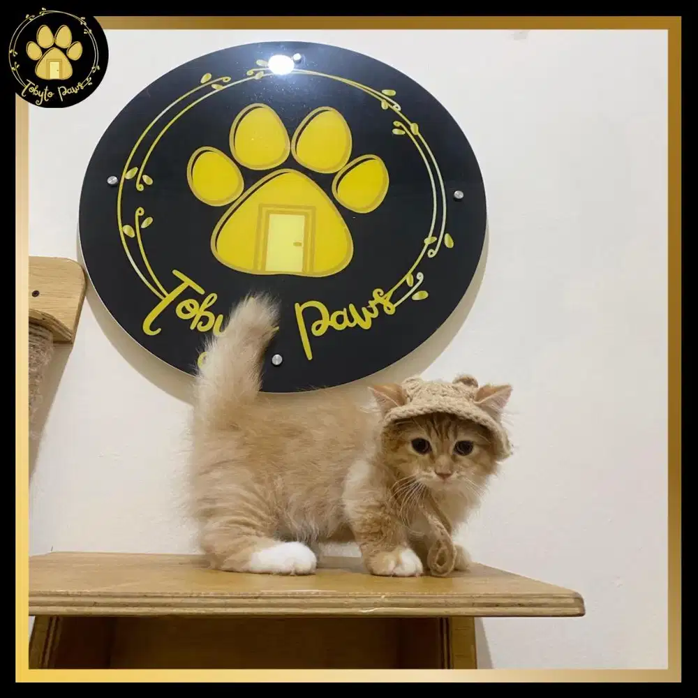 OPEN BOOKING MUNCHKIN BSH LONGHAIR JANTAN