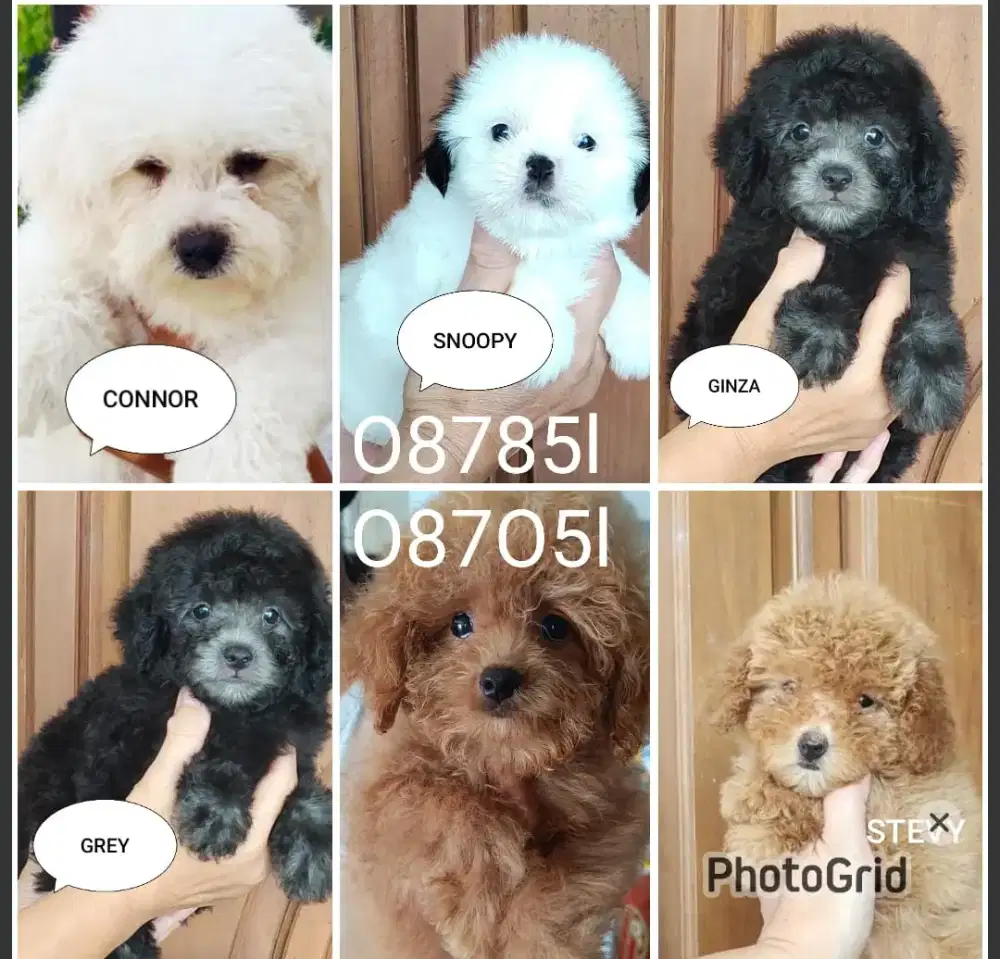 POODLE stambum dan non stambum