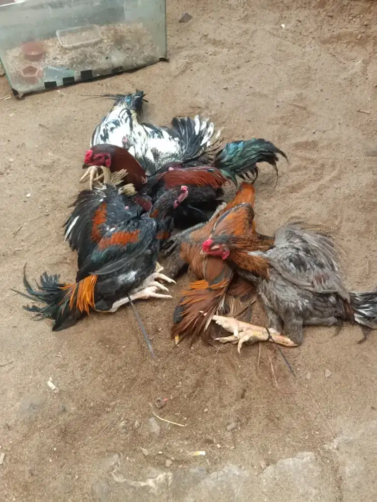 Ayam kampung potong utuh 1 ekor beserta (ati ampela & ceker)