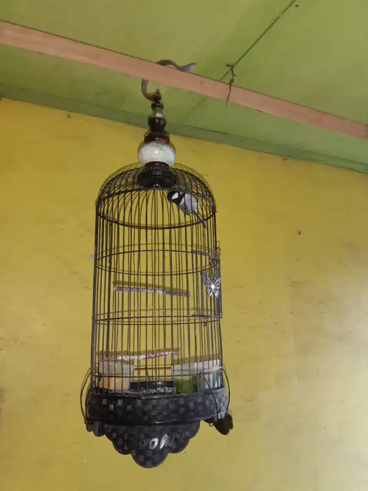 Burung gelatik batu