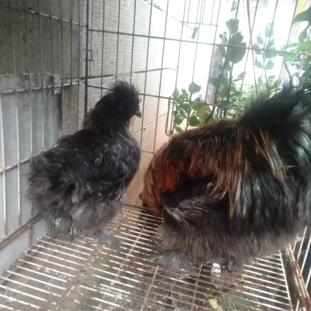 Ayam hias American silke sepasang