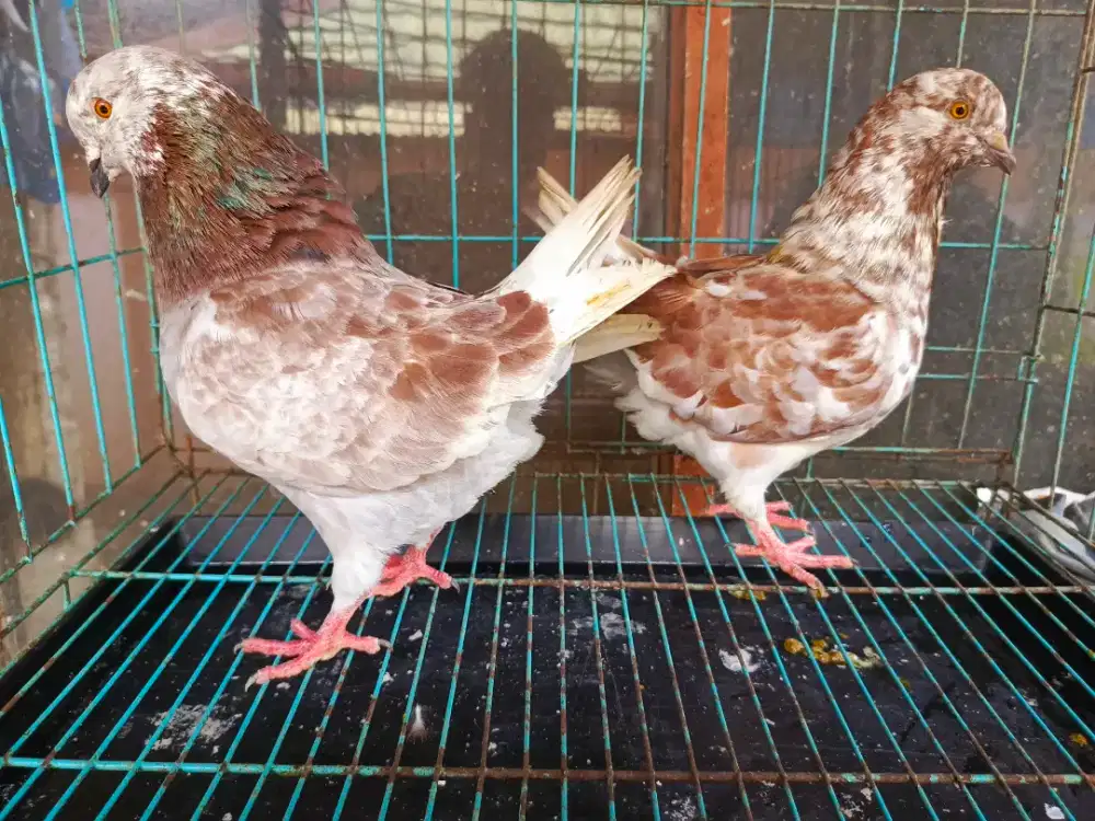 Merpati hias king jumbo