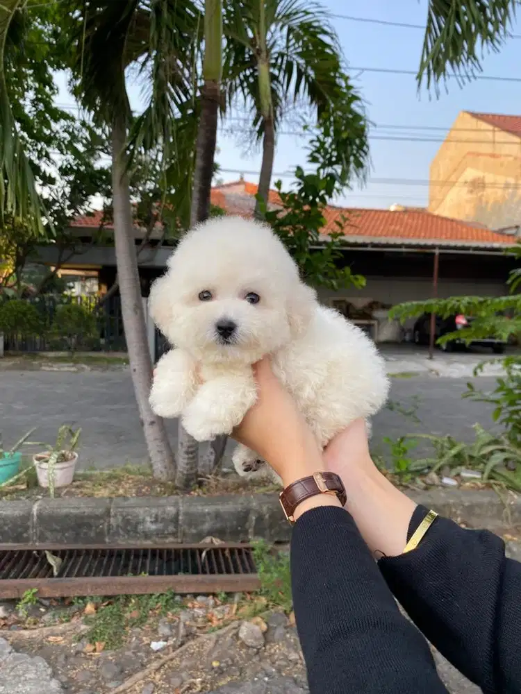 Toy poodle putih jantan