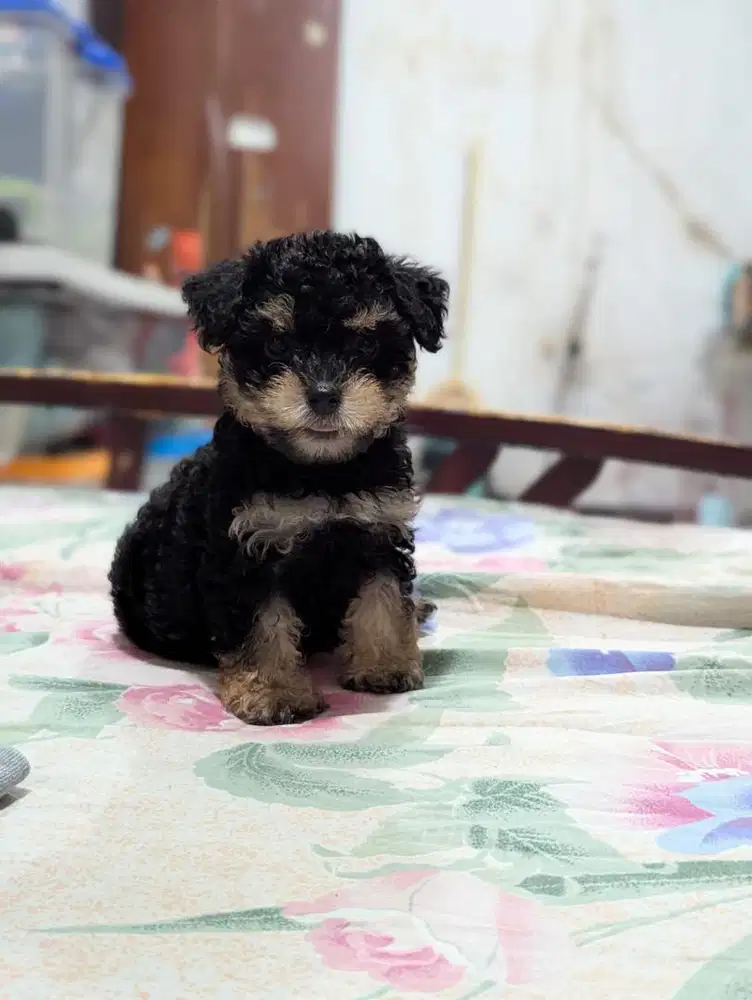 Tiny & Toy Poodle Phantom & Black