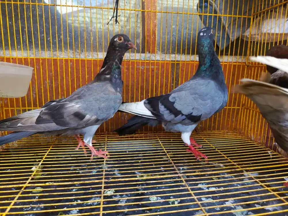 Merpati pos dewasa