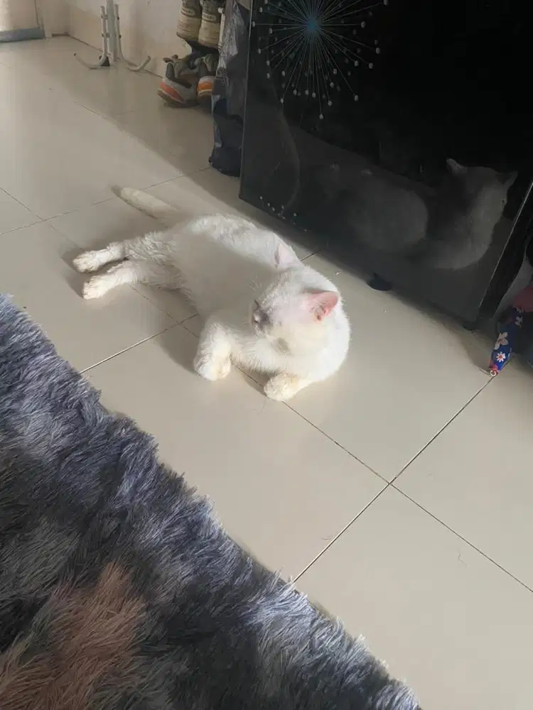 Kucing British Short Hair Jantan