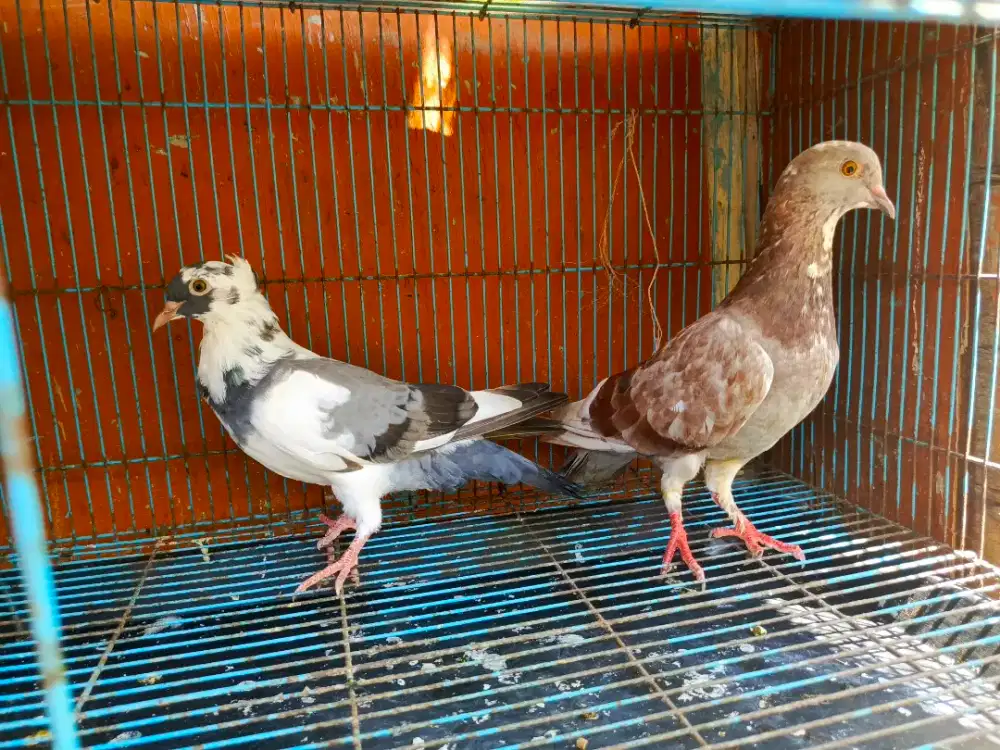 Merpati hias dewasa