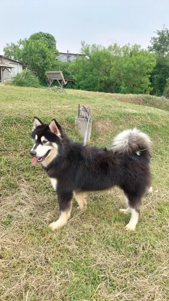 Alaskan malamute bigbone