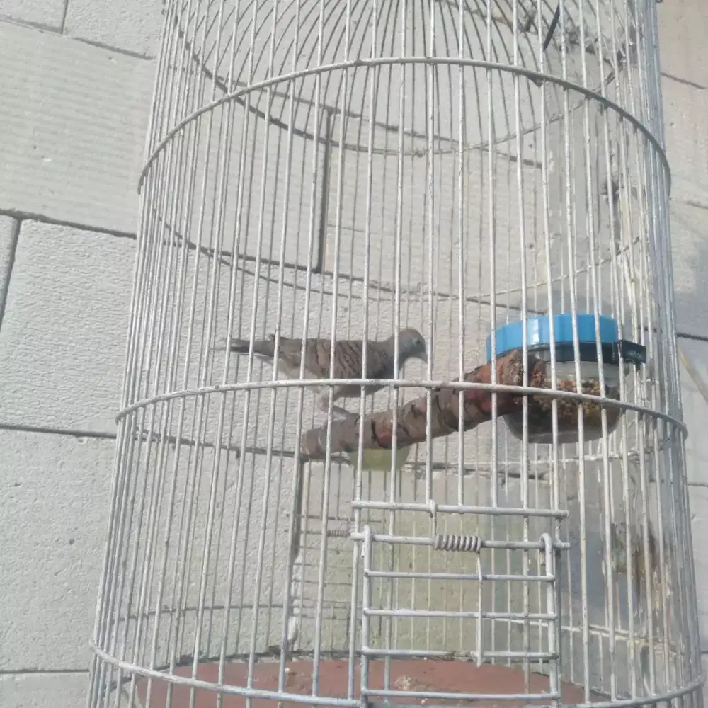 Burung perkutut jantan