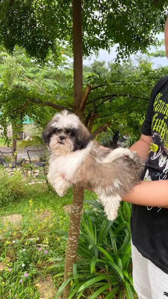Shihtzu female Tricolor