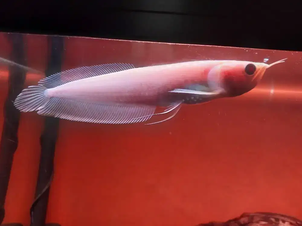 ikan Arwana albino size 22-21 cm