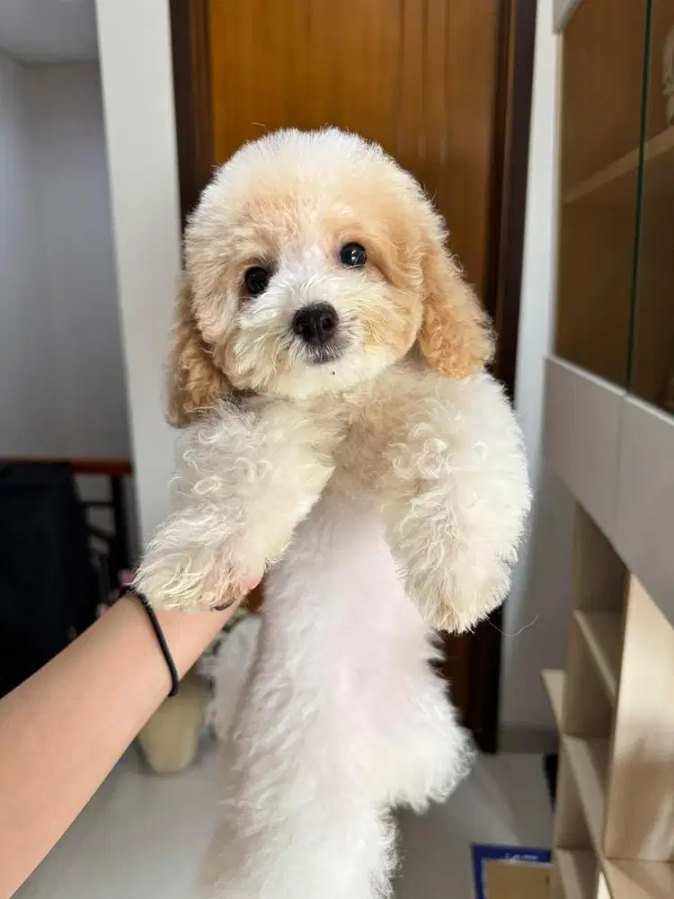 Toy poodle betina