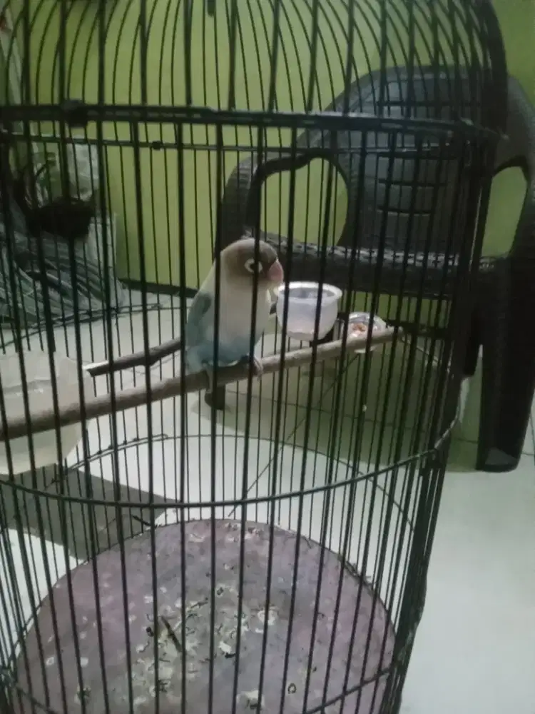 Lovebird ngekek