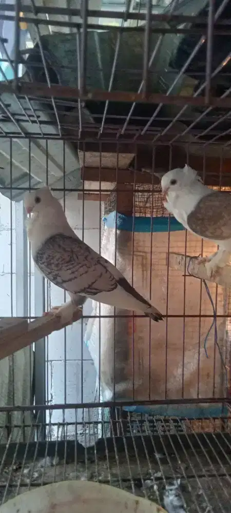 Sepasang merpati hias