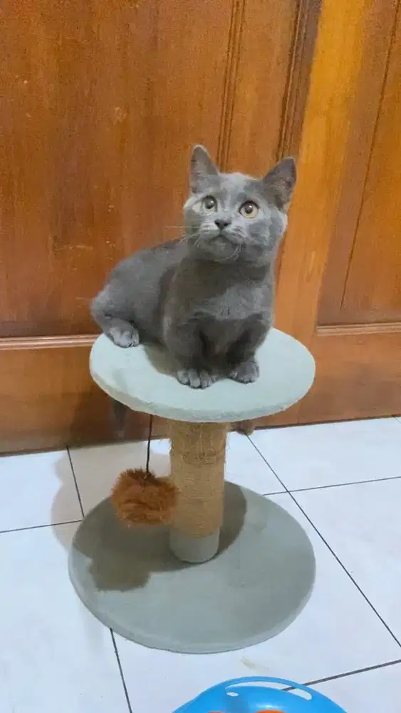 Kucing munchkin british shorthair bsh kitten