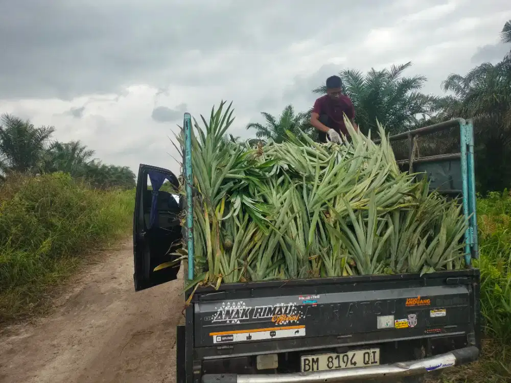 Bibit nanas  madu Rimbo pjg