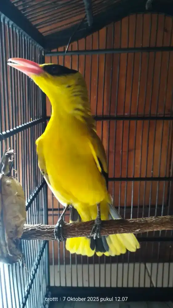 Burung kepodang Jawa jinak