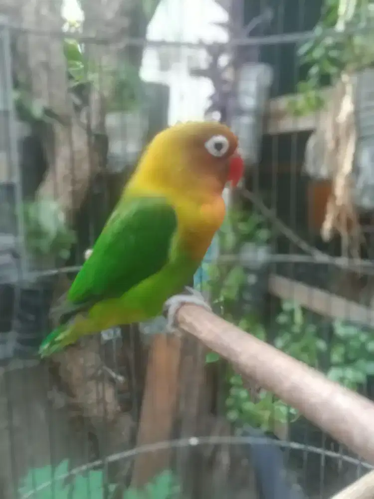 Lovebird pasjo betina