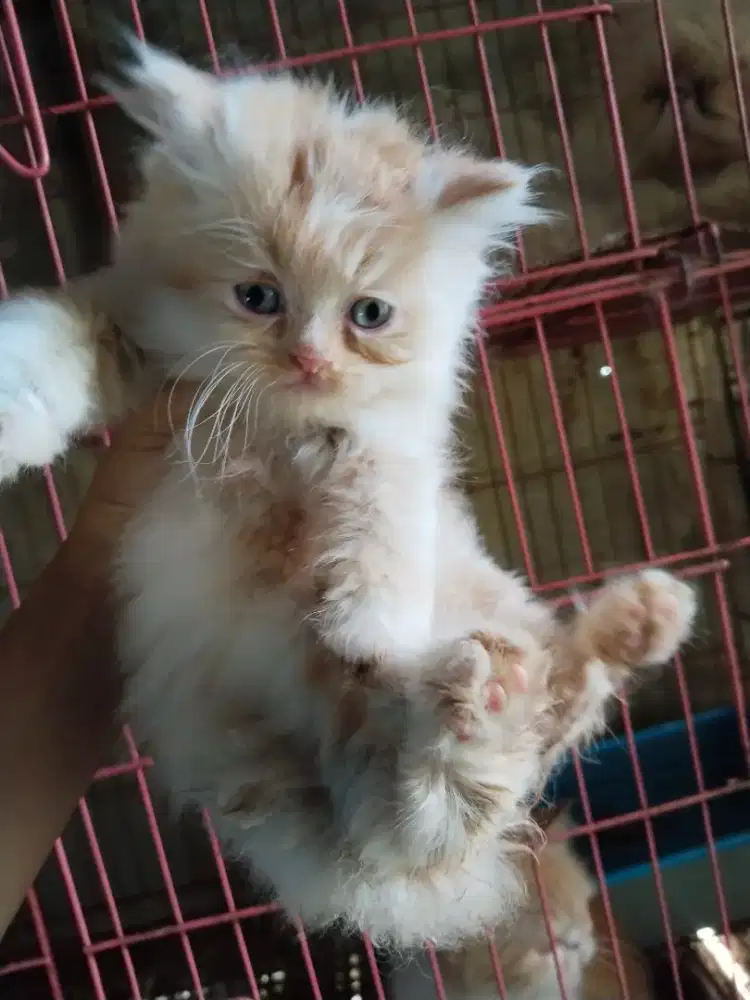 Kitten persia Himalaya mama peak dan ada juga abah peak