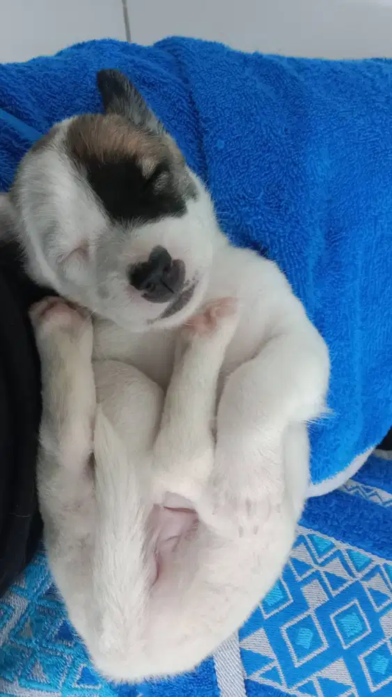 jual anak anjing 300 rb