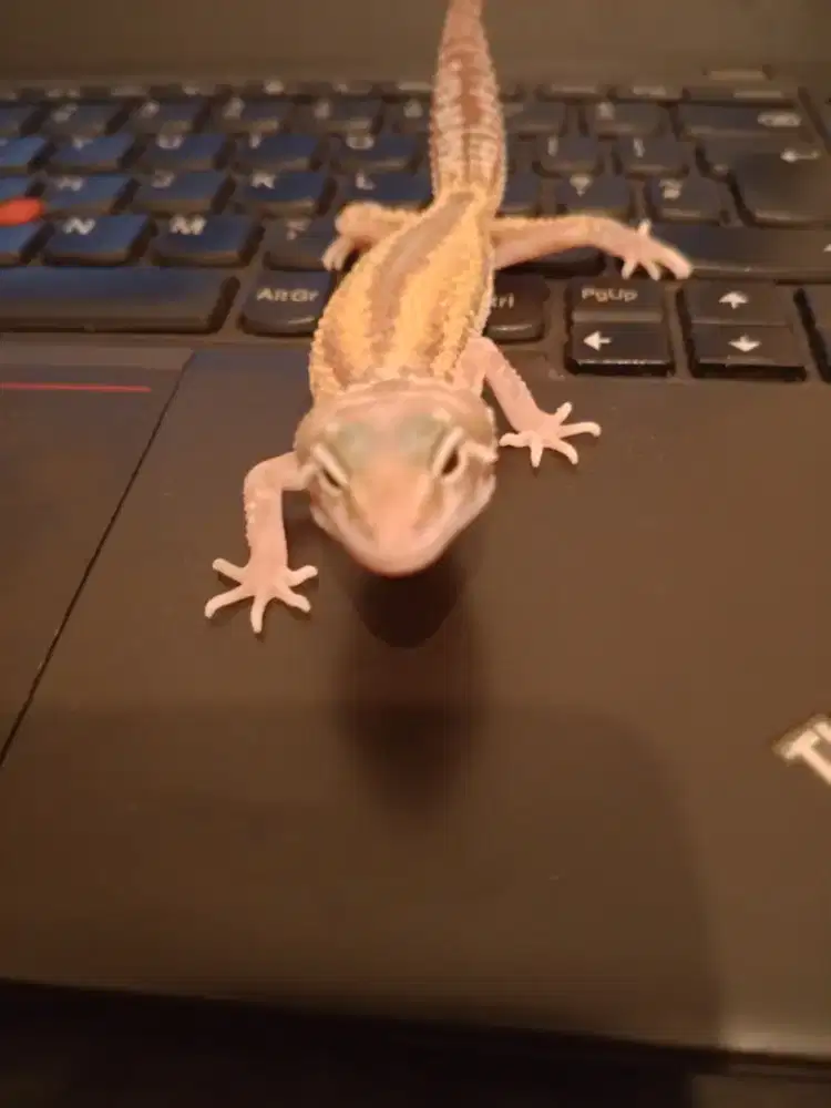 Baby Leopard gecko