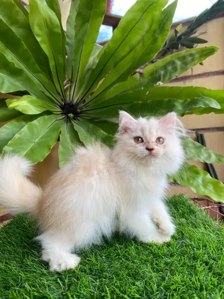 Kucing Ras Anggora Persia