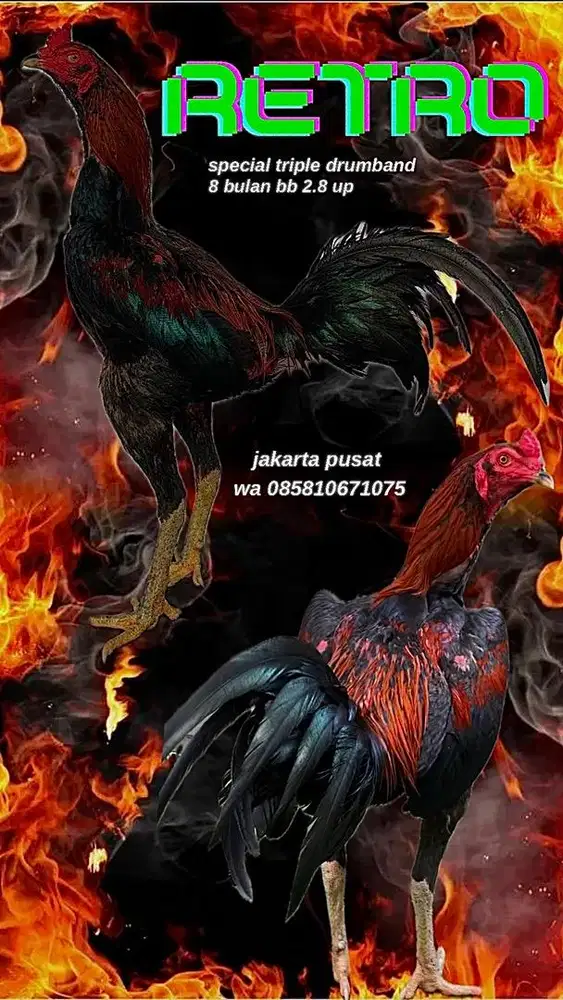 ayam bangkok F1 import