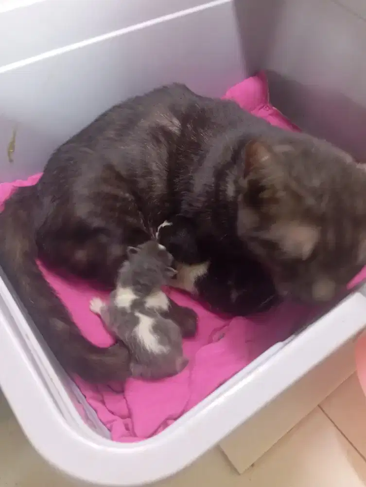 Indukan munchkin dan anak 2 ekor