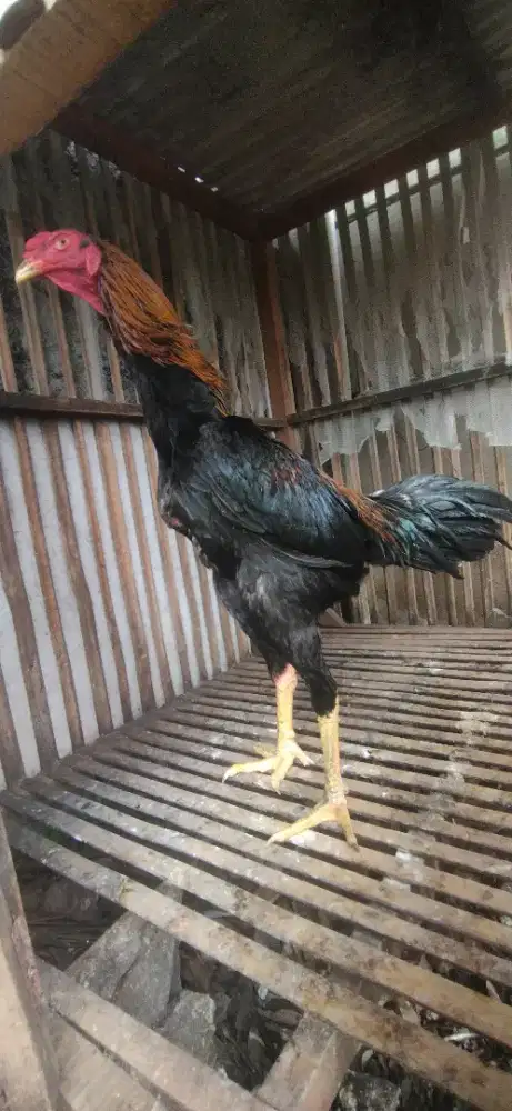 Ayam Bangkok klasik muda