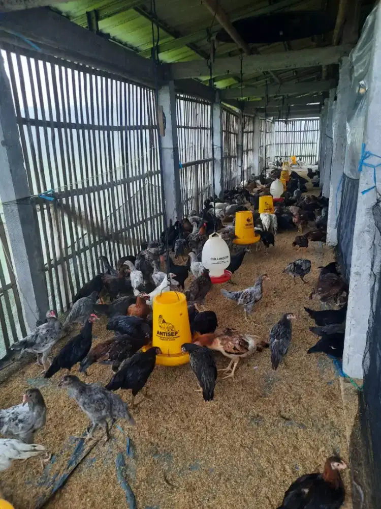 Ayam kampung muda pedaging