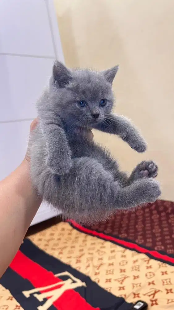 Jual kitten bsh