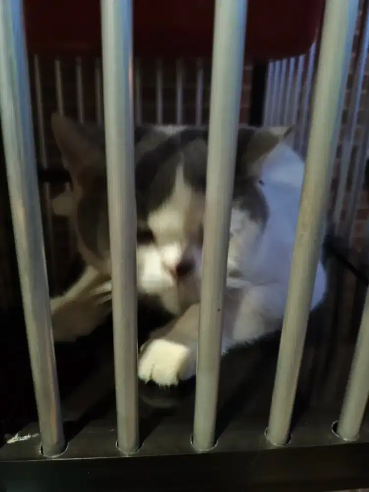 Kucing BSH (British Short Hair) Bicolour