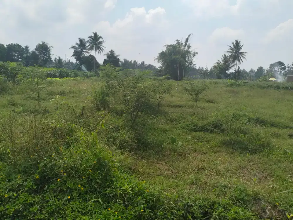 Disewakan tanah murah cocok villa resto greenhouse jl palagan km 14