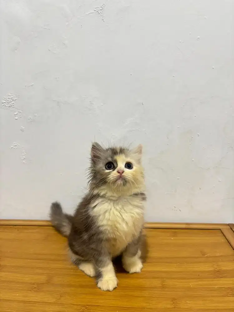 Kucing flatnose