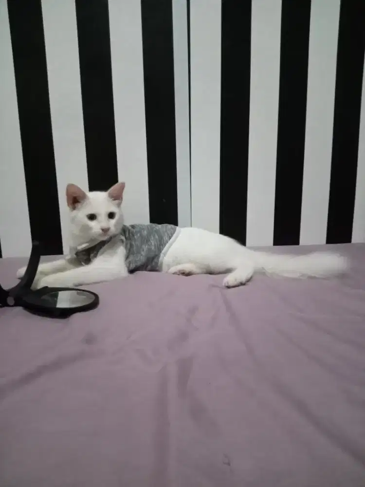 Kucing persia - kucing anggora - kucing domestik