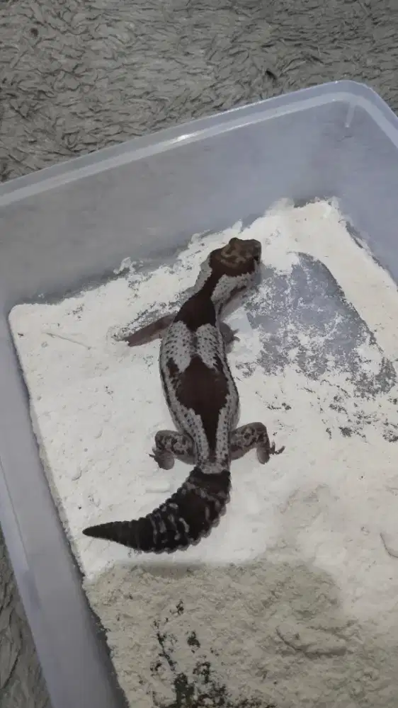 Gecko AFT Oreo Ph Patty