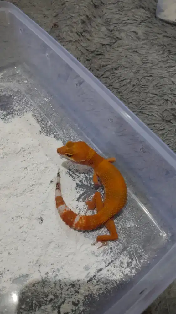 Gecko Sunglow Tomato Baby