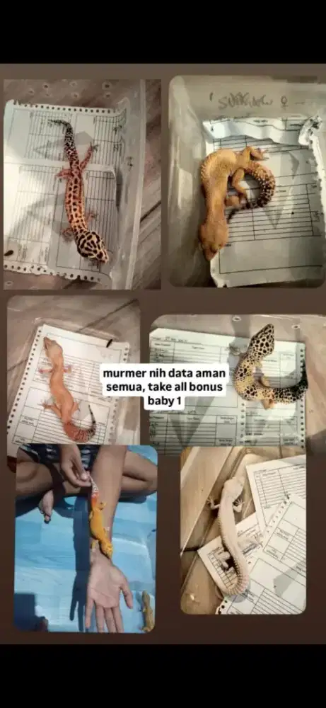 Dijual gecko borongan